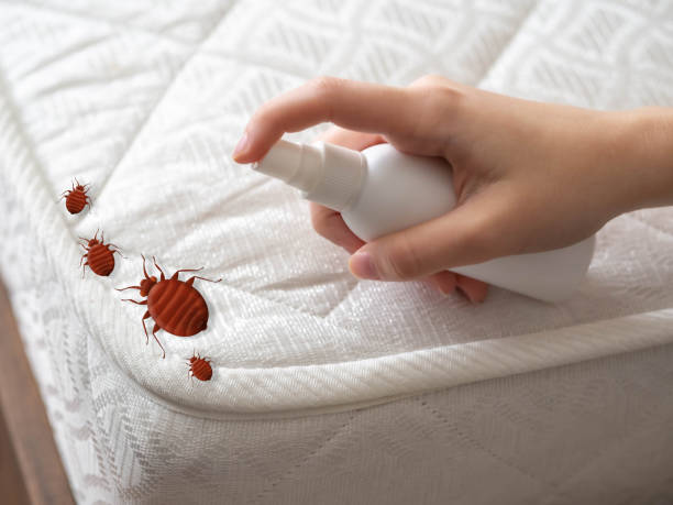 Best Bed Bug Extermination  in Prosper, TX